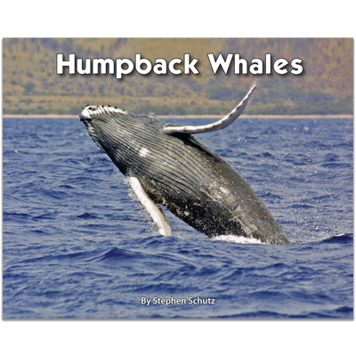 Detailed view of Humpback Whales