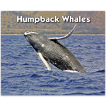 Humpback Whales thumbnail